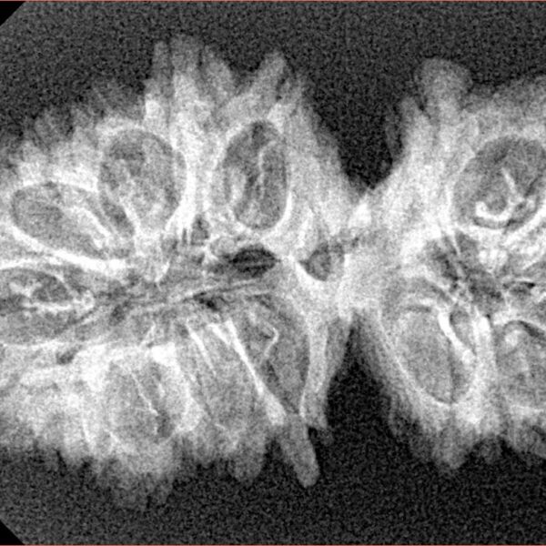 19 Mukhi Gaurishankar 34.2mm 4.12gm - Xray