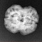 2 Mukhi Rudraksha 21.5mm 2.57gm - Xray