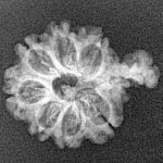 Sawar/Ganesh (8+1) 22.1mm 1.48gm - Xray