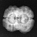 2 Mukhi Rudraksha 24.9mm 2.59gm - Xray