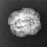 2 Mukhi Rudraksha 22mm 1.93gm - Xray
