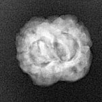 2 Mukhi Rudraksha 21.8mm 1.83gm - Xray