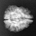 2 Mukhi Rudraksha 23.7mm 2.33gm - Xray