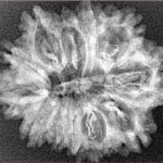 12 Mukhi Rudraksha 28.2mm 3.49gm - Xray