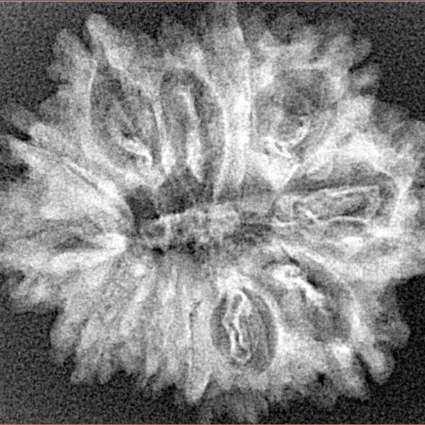 12 Mukhi Rudraksha 28.2mm 3.49gm - Xray