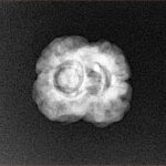 2 Mukhi Rudraksha 25.2mm 2.21gm - Xray