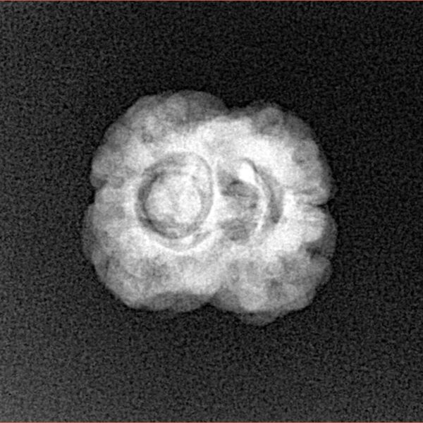 2 Mukhi Rudraksha 25.2mm 2.21gm - Xray