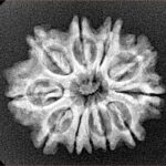 11 Mukhi Rudraksha 24.8mm 3.1gm - Xray