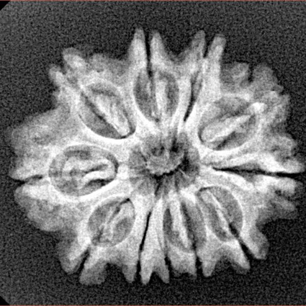 11 Mukhi Rudraksha 24.8mm 3.1gm - Xray