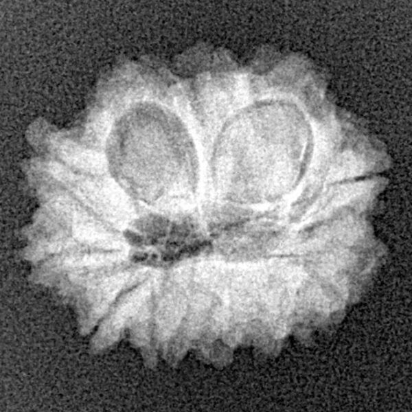 12 Mukhi Rudraksha 19.4mm 2.19gm - Xray