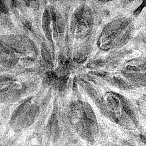 11 Mukhi Rudraksha 38.6mm 5.66gm - Xray