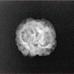 2 Mukhi Rudraksha 22.7mm 1.78gm - Xray