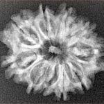 10 Mukhi Rudraksha 25.9mm 3.21gm - Xray