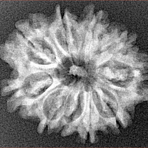 10 Mukhi Rudraksha 25.9mm 3.21gm - Xray