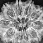 11 Mukhi Rudraksha 32mm 6.15gm - Xray