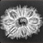 11 Mukhi Rudraksha 25.7mm 3.32gm - Xray