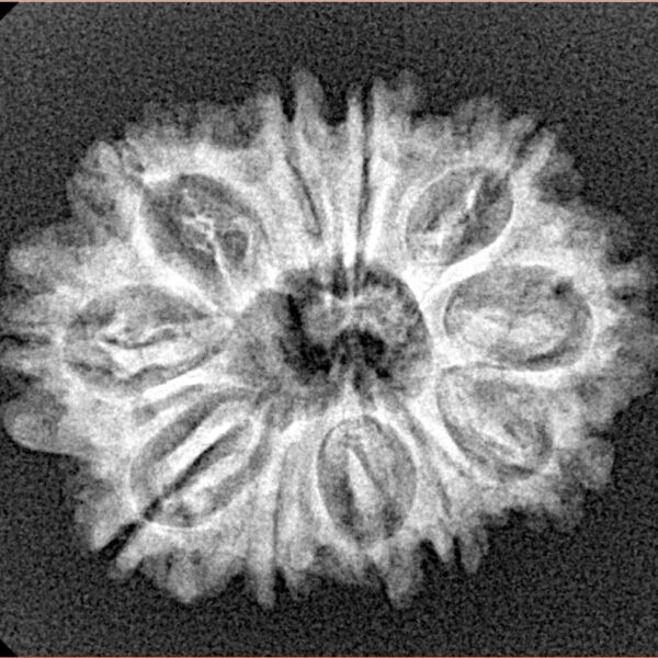 11 Mukhi Rudraksha 25.7mm 3.32gm - Xray