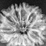 10 Mukhi Rudraksha 27.7mm 3.12gm - Xray