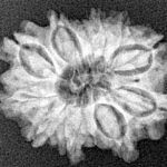 12 Mukhi Rudraksha 21.3mm 2.48gm - Xray