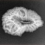 20 Mukhi Rudraksha 24mm 2.58gm - Xray