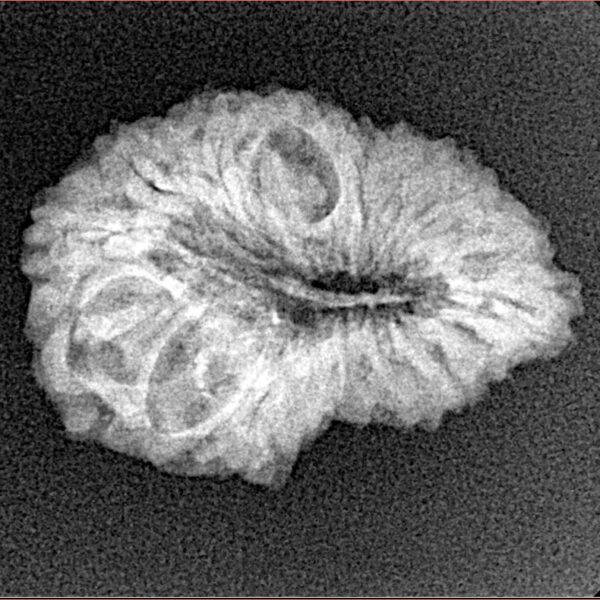 20 Mukhi Rudraksha 24mm 2.58gm - Xray