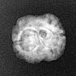 2 Mukhi Rudraksha 19.8mm 1.46gm - Xray