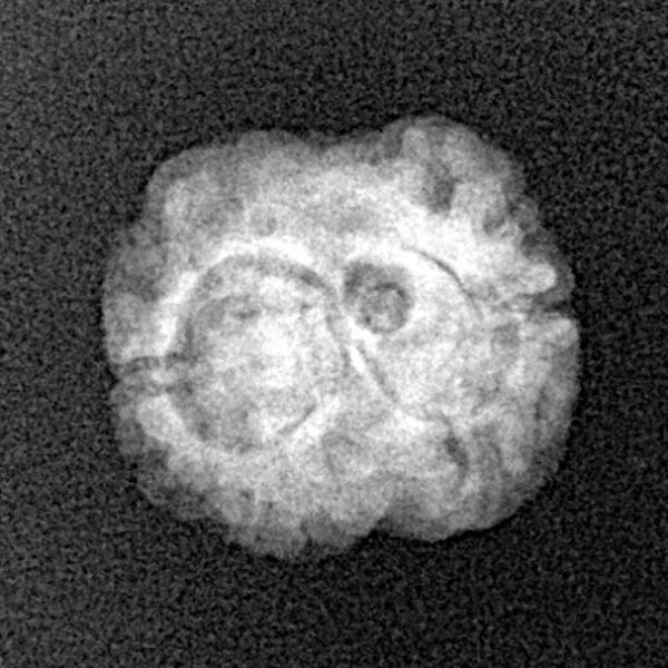 2 Mukhi Rudraksha 19.8mm 1.46gm - Xray