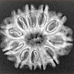11 Mukhi Rudraksha 25mm 3.35gm - Xray