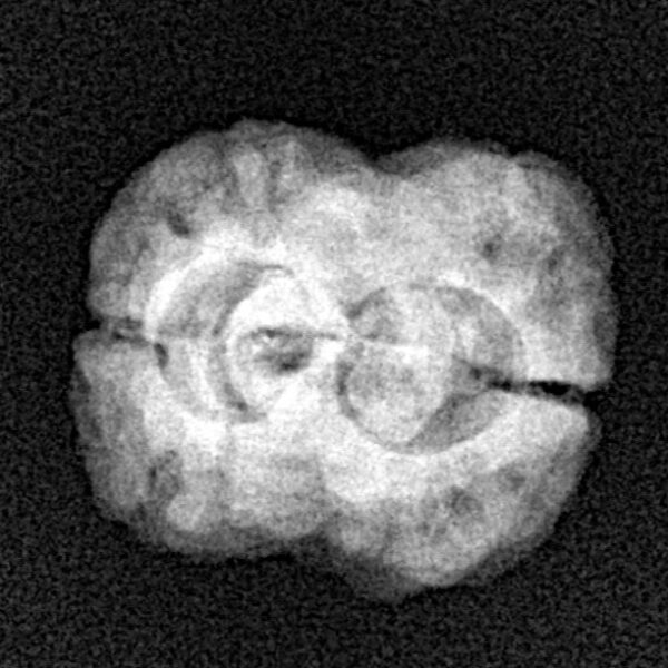 2 Mukhi Rudraksha 23.6mm 2.28gm - Xray