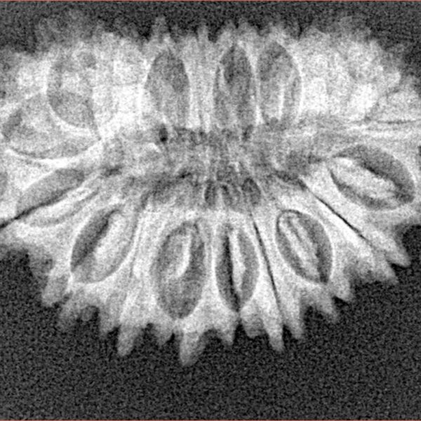 21 Mukhi Rudraksha 30.3mm 4.11gm - Origin: Nepal - Xray