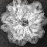 1MK(Underdeveloped) 22.6mm 3.89gm - Xray