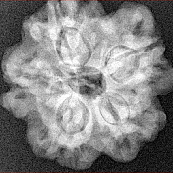 1MK(Underdeveloped) 22.6mm 3.89gm - Xray