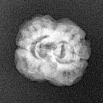 2 Mukhi Rudraksha 20.9mm 2gm - Xray