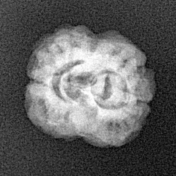2 Mukhi Rudraksha 20.9mm 2gm - Xray