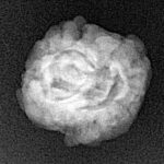 2 Mukhi Rudraksha 22.7mm 2gm - Xray
