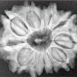 12 Mukhi Rudraksha 25.9mm 4.22gm - Xray