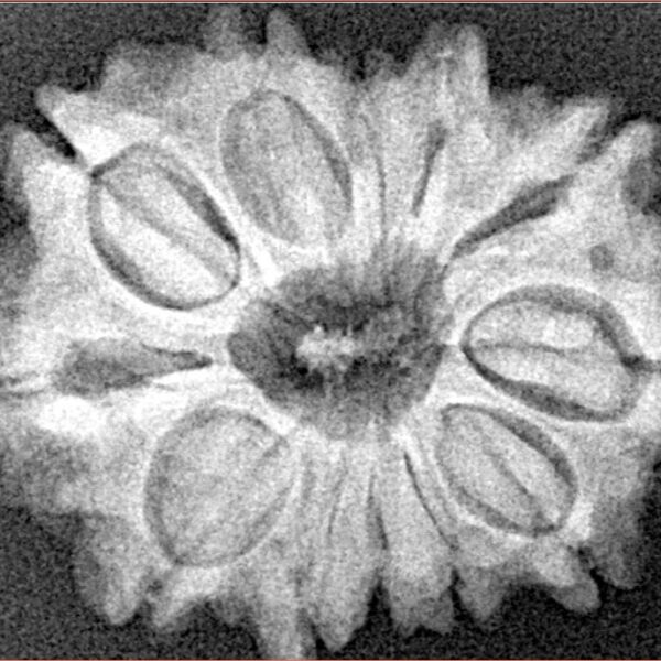 12 Mukhi Rudraksha 25.9mm 4.22gm - Xray