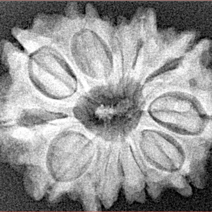 12 Mukhi Rudraksha 25.9mm 4.22gm - Xray