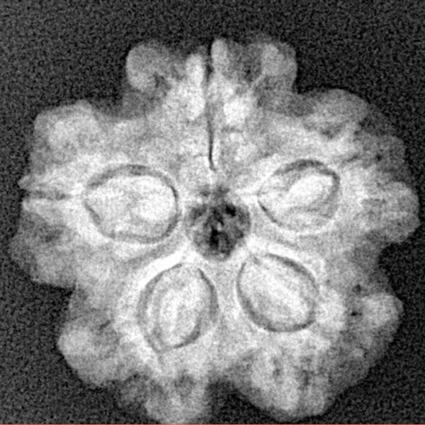 1MK(Underdeveloped) 22.3mm 3.63gm - Xray