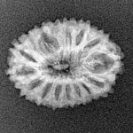 16 Mukhi Rudraksha 20.7mm 1.39gm - Xray