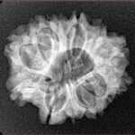 12 Mukhi Rudraksha 23.6mm 3.4gm - Xray