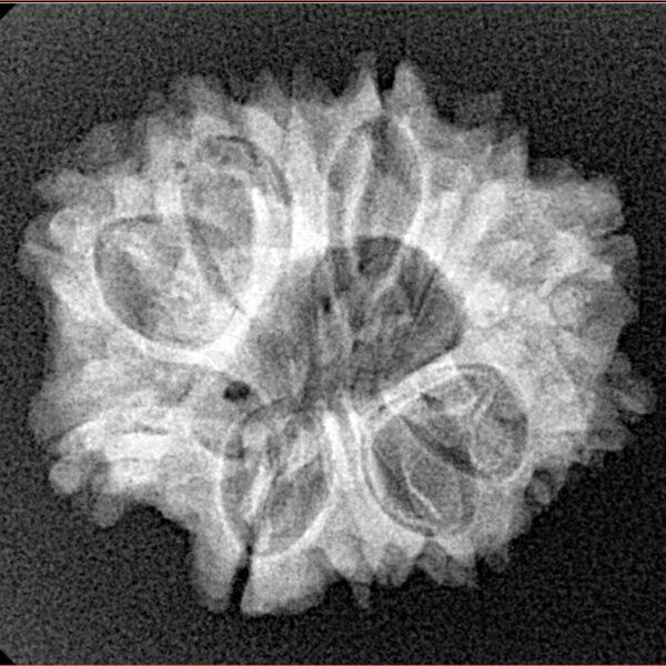 12 Mukhi Rudraksha 23.6mm 3.4gm - Xray