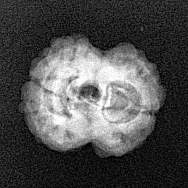2 Mukhi Rudraksha 19.6mm 1.76gm - Xray