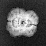 2 Mukhi Rudraksha 22.3mm 2gm - Xray