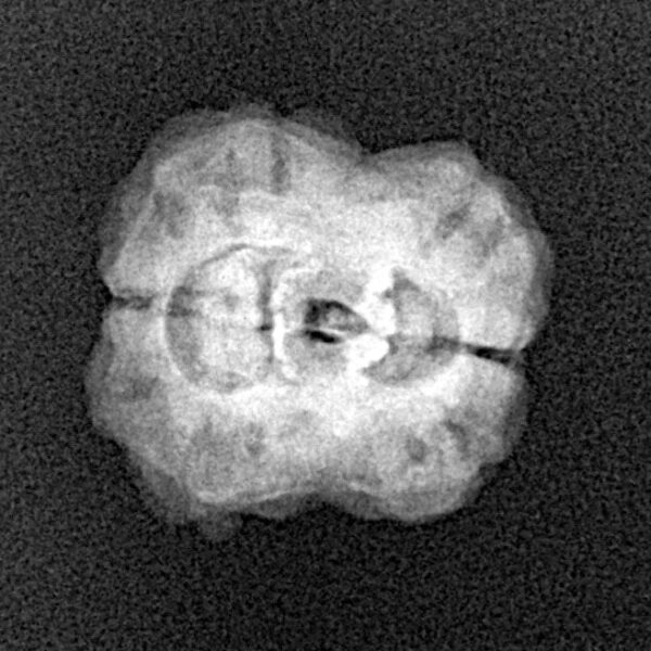 2 Mukhi Rudraksha 22.3mm 2gm - Xray