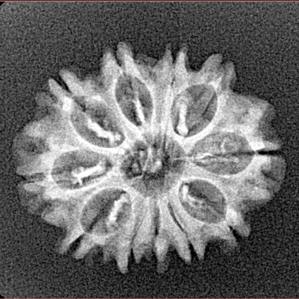 11 Mukhi Rudraksha 22.6mm 2.12gm - Xray