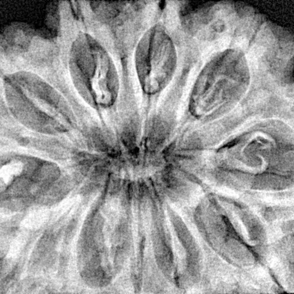 11 Mukhi Rudraksha 35.2mm 8.58gm - Xray