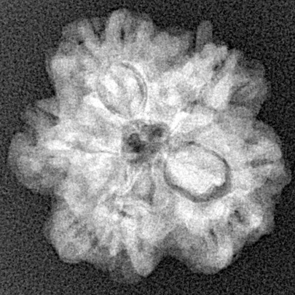 1MK(Underdeveloped) 22.2mm 3.48gm - Xray