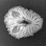 16 Mukhi Rudraksha 20.3mm 1.73gm - Xray