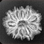11 Mukhi Rudraksha 23.1mm 2.77gm - Xray